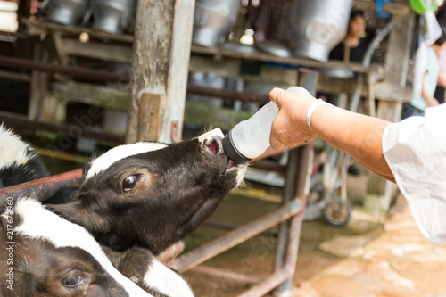 Closeup - Baby cow feeding on milk bottle by hand man in Thailand rearing farm. © piyaphunjun