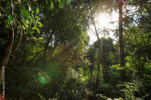 Fototapeta Naklejka Na Ścianę i Meble -  Tropical green forest landscape with ray of sunrise light