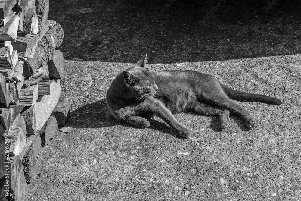 Beautifull gray cat relaxing on the ground, black & white Beautifull gray cat relaxing on the ground, black & white