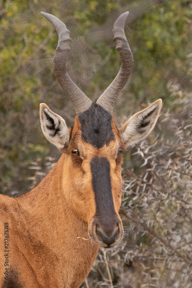 Red Hartebeest