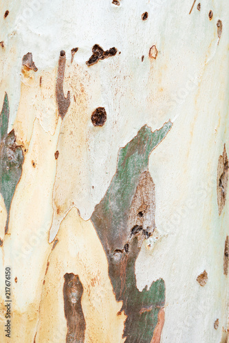 Texture of Eucalyptus bark tree.