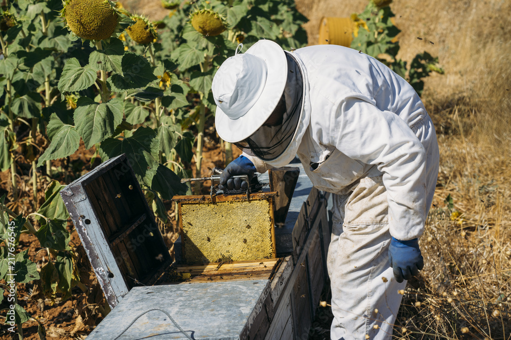 Beekeeper working collect honey Beekeeper working collect honey