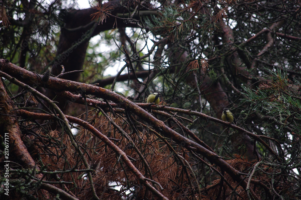 Fototapeta premium Birds in the forest