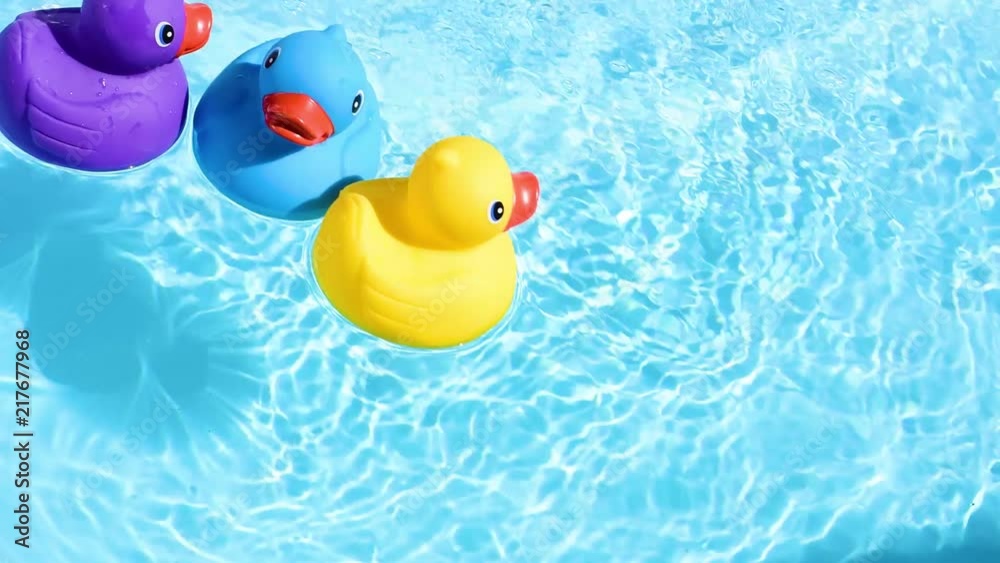 Yellow, blue and purple rubber ducks swim relaxed from top to bottom, floating casually and relaxed on the sparkling and crystal-clear water of a pool