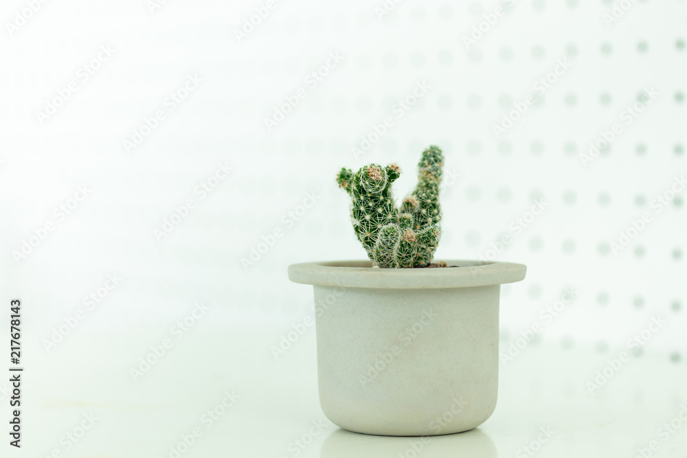 Cactus in a pot. Image use for nature background concept.
