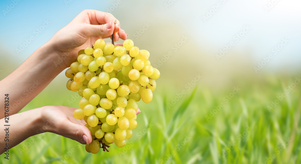 Female hands with newly harvested white grapes. Harvest of grapes Female hands with newly harvested white grapes. Harvest of grapes