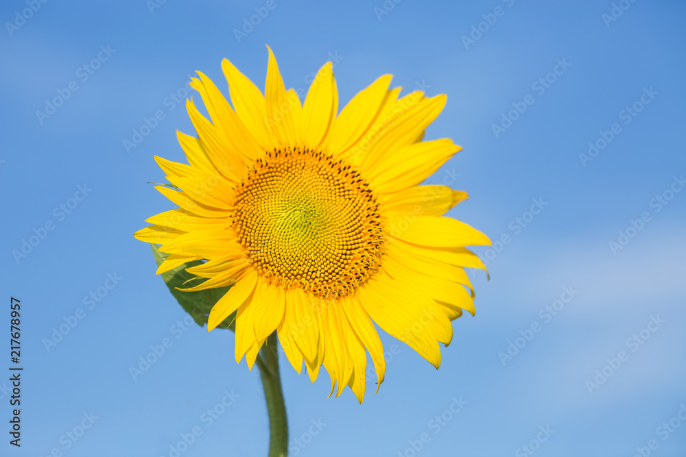 close up sunflower flutters in the wind in blue sky as background close up sunflower flutters in the wind in blue sky as background
