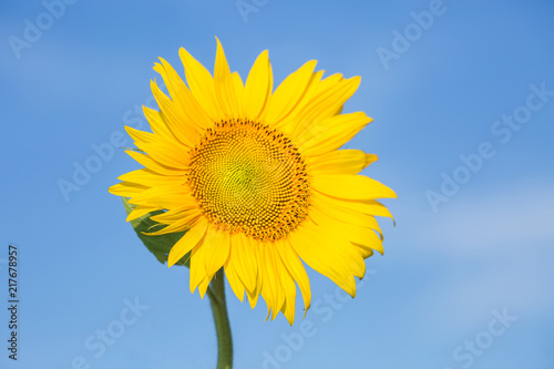 close up sunflower flutters in the wind in blue sky as background