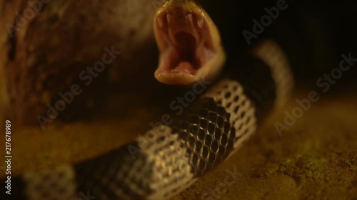 slow-motion of Close up Blue Krait snake ( Bungarus candidus) open mouth photo