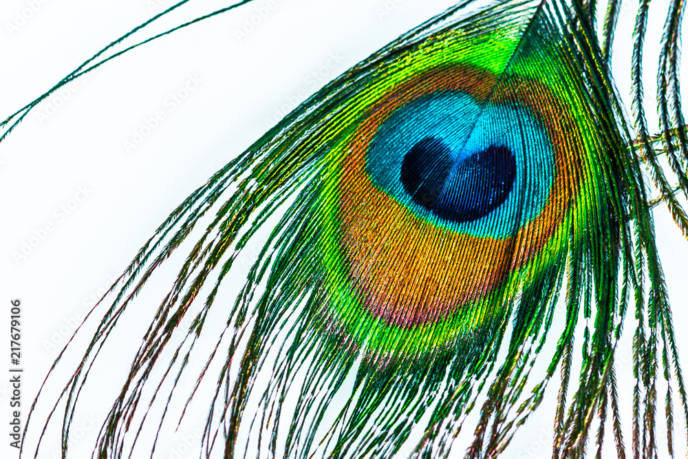 Naklejka premium beautiful peacock feather lying on white background