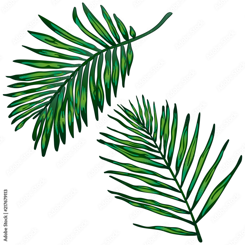 Tropical green leaves in a vector style isolated. Vector leaf for background, texture, wrapper pattern, frame or border. Tropical green leaves in a vector style isolated. Vector leaf for background, texture, wrapper pattern, frame or border.