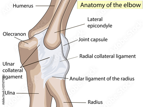 Anatomical design. posterior and radial collateral ligament of the elbow joint.