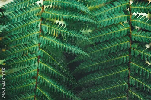 Nature Leaves Texture Background