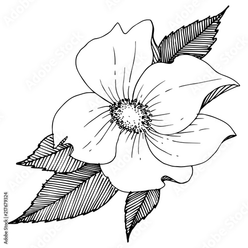 Wild rose in a vector style isolated. Full name of the plant: rose. Vector flower for background, texture, wrapper pattern, frame or border.