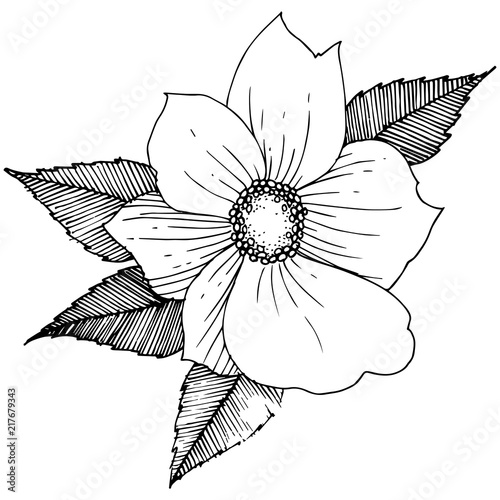 Wild rose in a vector style isolated. Full name of the plant: rose. Vector flower for background, texture, wrapper pattern, frame or border.