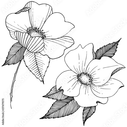 Wild rose in a vector style isolated. Full name of the plant: rose. Vector flower for background, texture, wrapper pattern, frame or border.