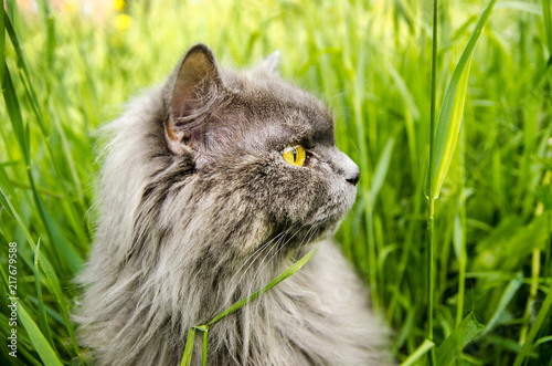 Gray british cat in green grass.