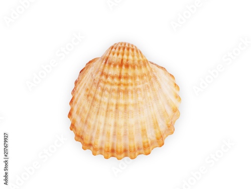 Scallop shells in a row. Isolated on white background