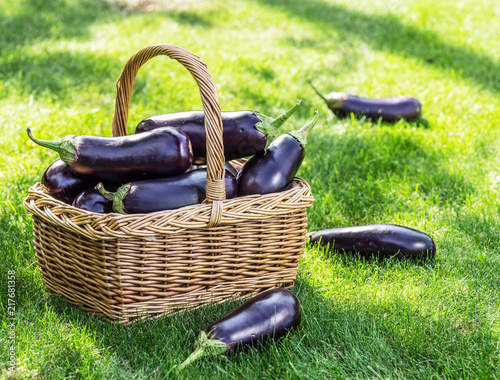 Aubergines or eggplants in wicker basket on the grass.