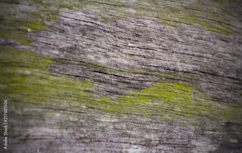 Surface eroded by time,Old wood blur background.