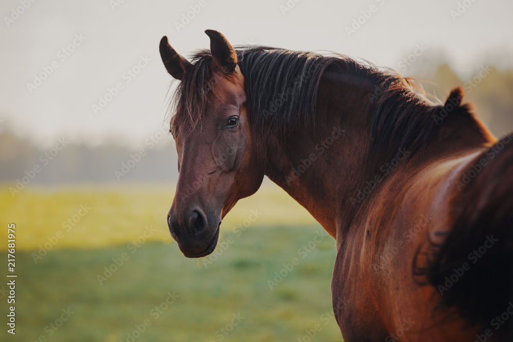Fototapeta premium Portret gniadego konia