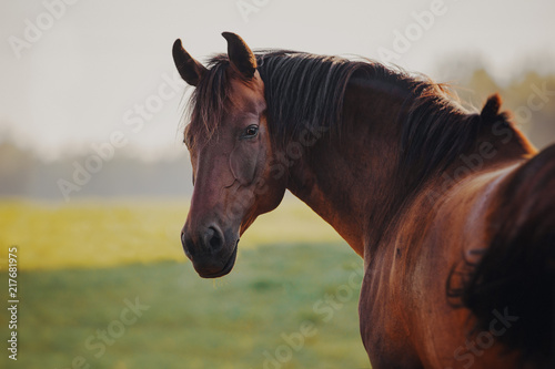 Portrait of a  bay horse