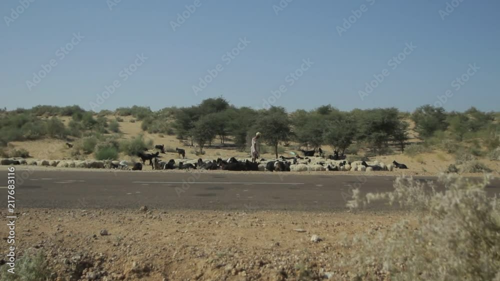 Indian shepherd with his sheep in a desert Indian shepherd with his sheep in a desert