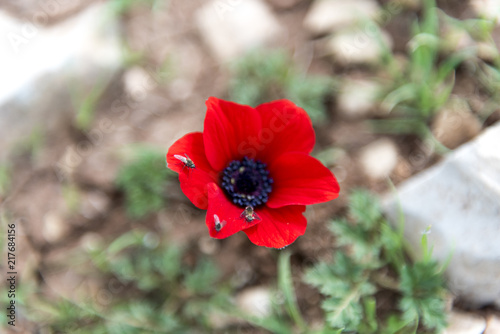 red flower