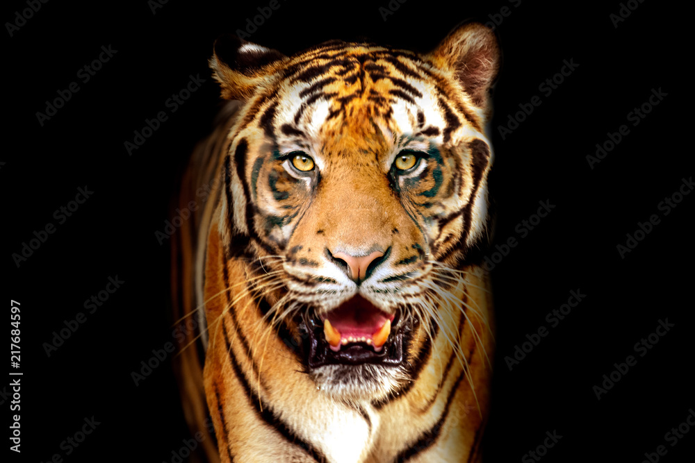 Fototapeta premium Tiger on dark background