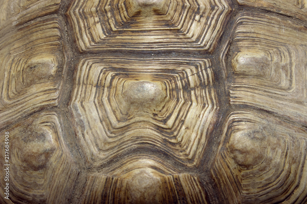 Reptiles And Amphibians. Cropped Shot Of Tortoise Shell. Abstract Nature Background.
Reptiles And Amphibians. Cropped Shot Of Tortoise Shell. Abstract Nature Background.