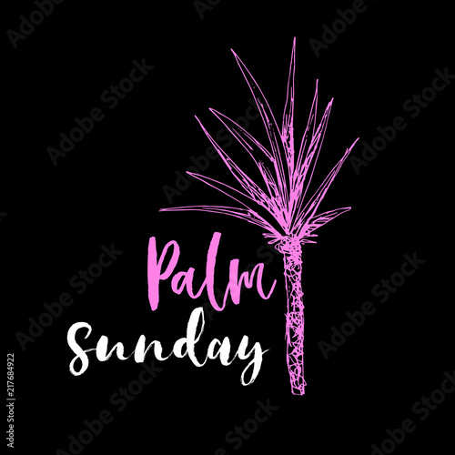 Isolated coconut or queen palm tree with leaves. Beach and rainforest, desert coco flora. Foliage of subtropical fern. Green palmae or jungle arecaceae. Island climate,botany, environment theme