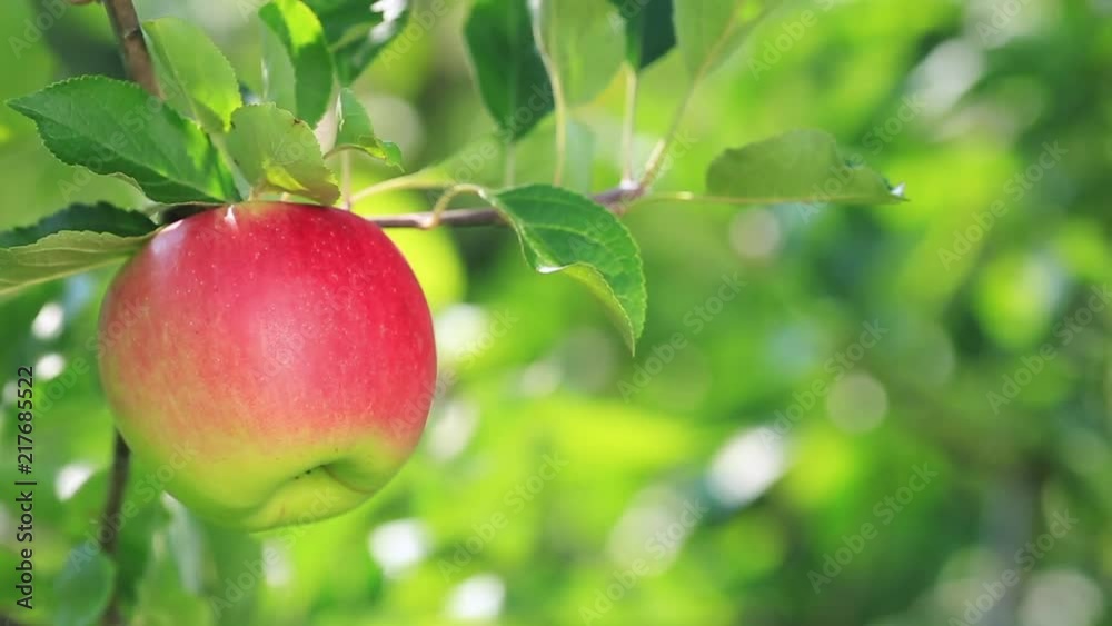Ripe Shinano Red apple variety close-up with apple plantation in the background, Japan, Nagano Prefecture. Ripe Shinano Red apple variety close-up with apple plantation in the background, Japan, Nagano Prefecture.
