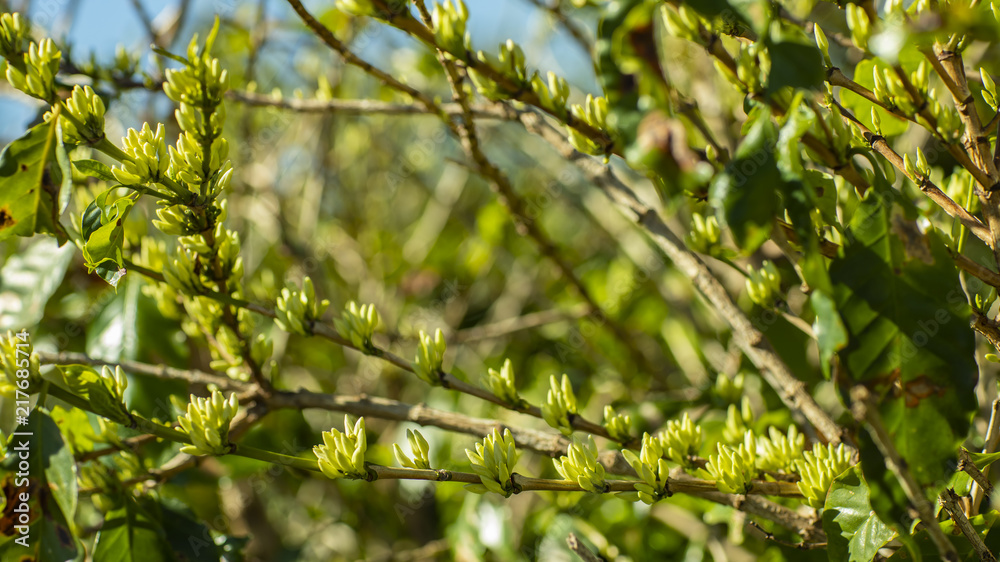 Coffee beans in growth on tree Coffee beans in growth on tree