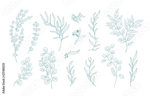 Collection of various eucalyptus branches with leaves hand drawn with green contour lines on white background. Bundle of botanical design elements. Monochrome realistic floral vector illustration.