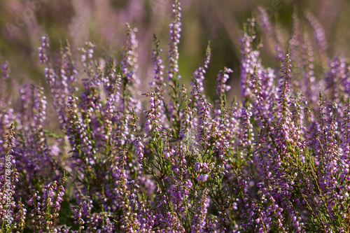 Blooming heather in National Park Maasduinen in the Netherlands