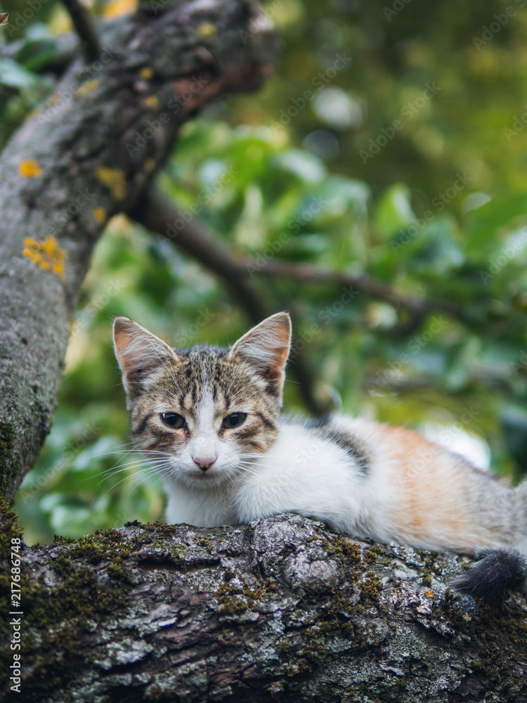Fototapeta premium a stray cat is hiding or sleeping in a tree