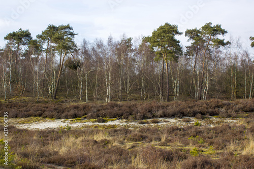 National Park Maasduinen in the Netherlands.