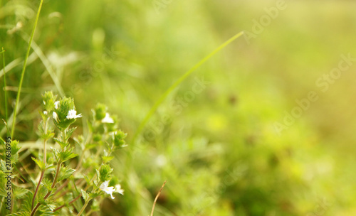 Background of grass and little white flowers