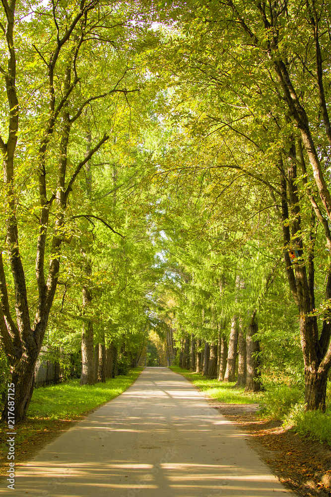 tunnel of green trees, a path in the distance. Perspective frame. tunnel of green trees, a path in the distance. Perspective frame.
