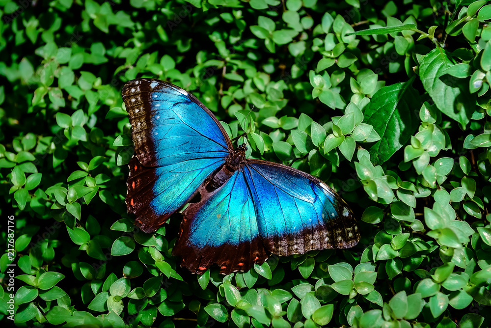 Obraz premium Blue Morpho butterfly on a green leaves