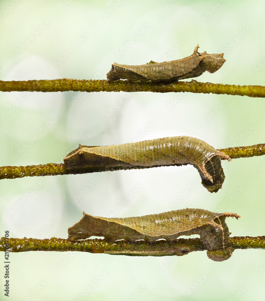 Obraz premium Caterpillar of common lascar butterfly ( Pantoporia hordonia ) eating leaf