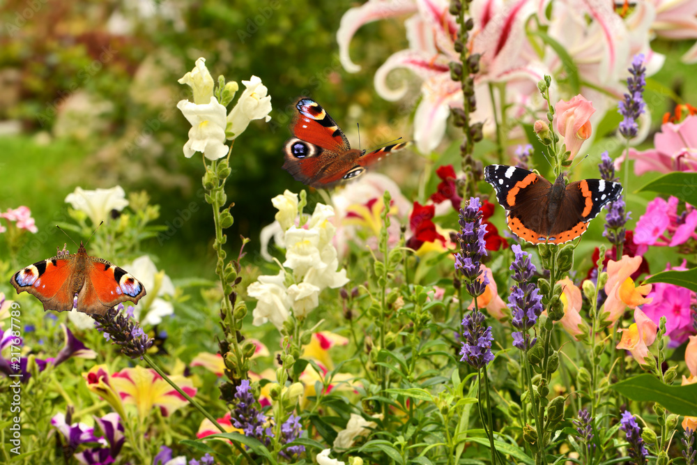 Obraz premium Motyl 507