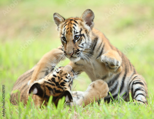 the baby tiger playing with other
