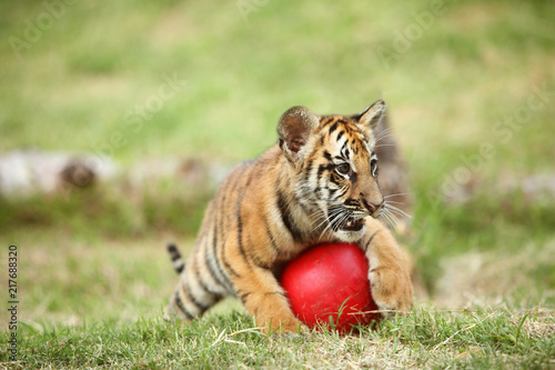 baby tiger play with red ball