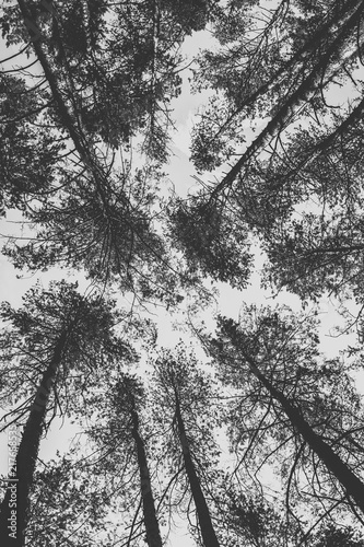 Tops of pine trees in the forest. Monochrome photo.