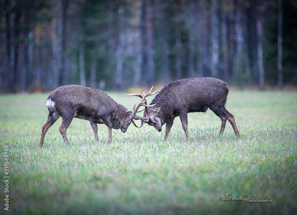 the battle of deer