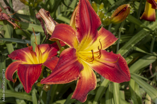 Dwarf day lily blossomed, park area  beautiful colorful flowers © Oana