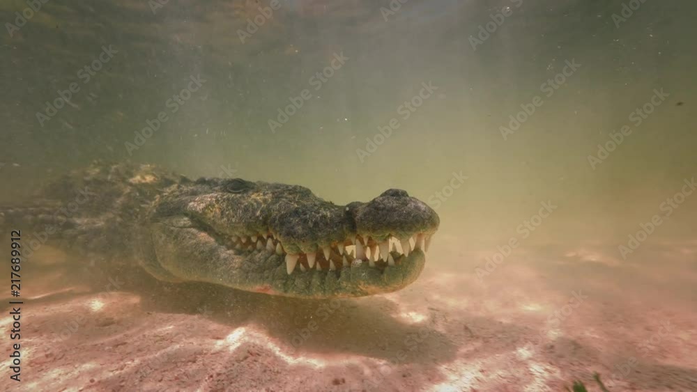 Extreme 4k UHD closeup shot of an american saltwater crocodile in ocean water, waiting for a prey underwater, wildlife nature at shallow depth, a predator in ocean Extreme 4k UHD closeup shot of an american saltwater crocodile in ocean water, waiting for a prey underwater, wildlife nature at shallow depth, a predator in ocean