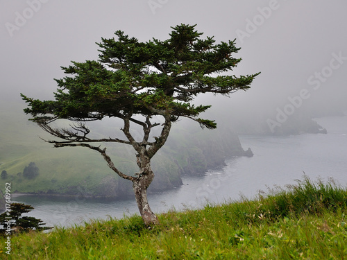 lonely tree on the hill near bay photo