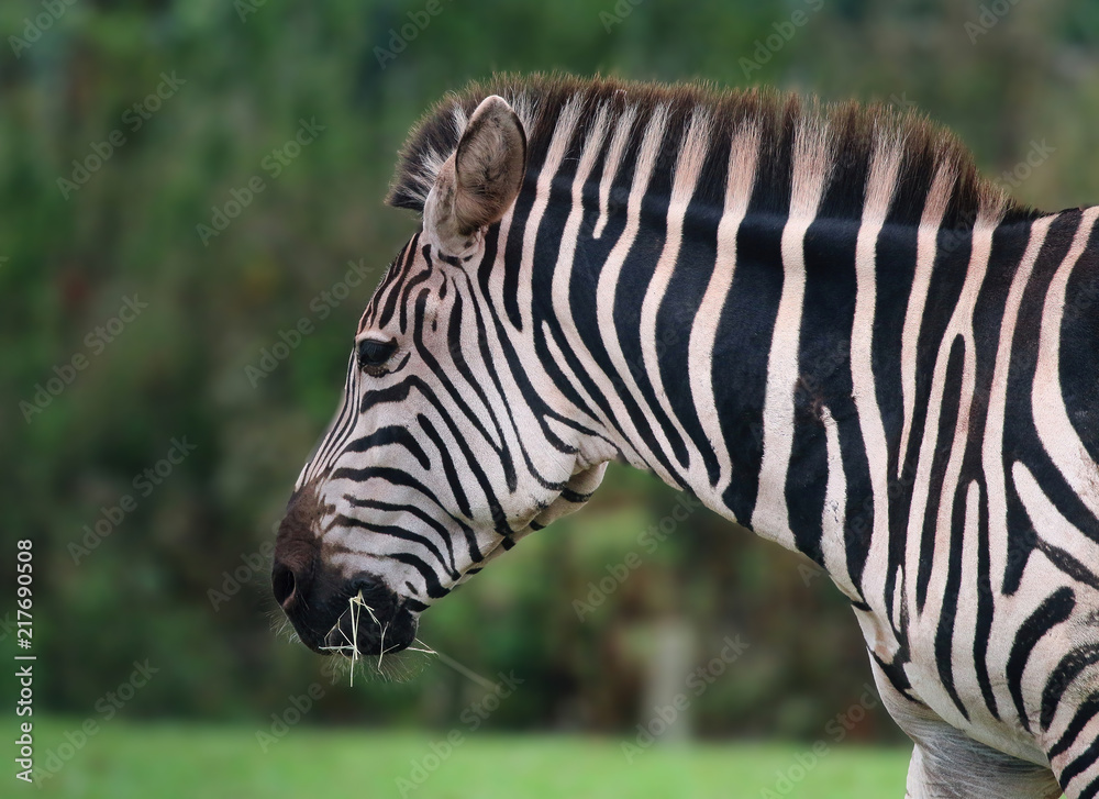 Zebra from the side Zebra from the side